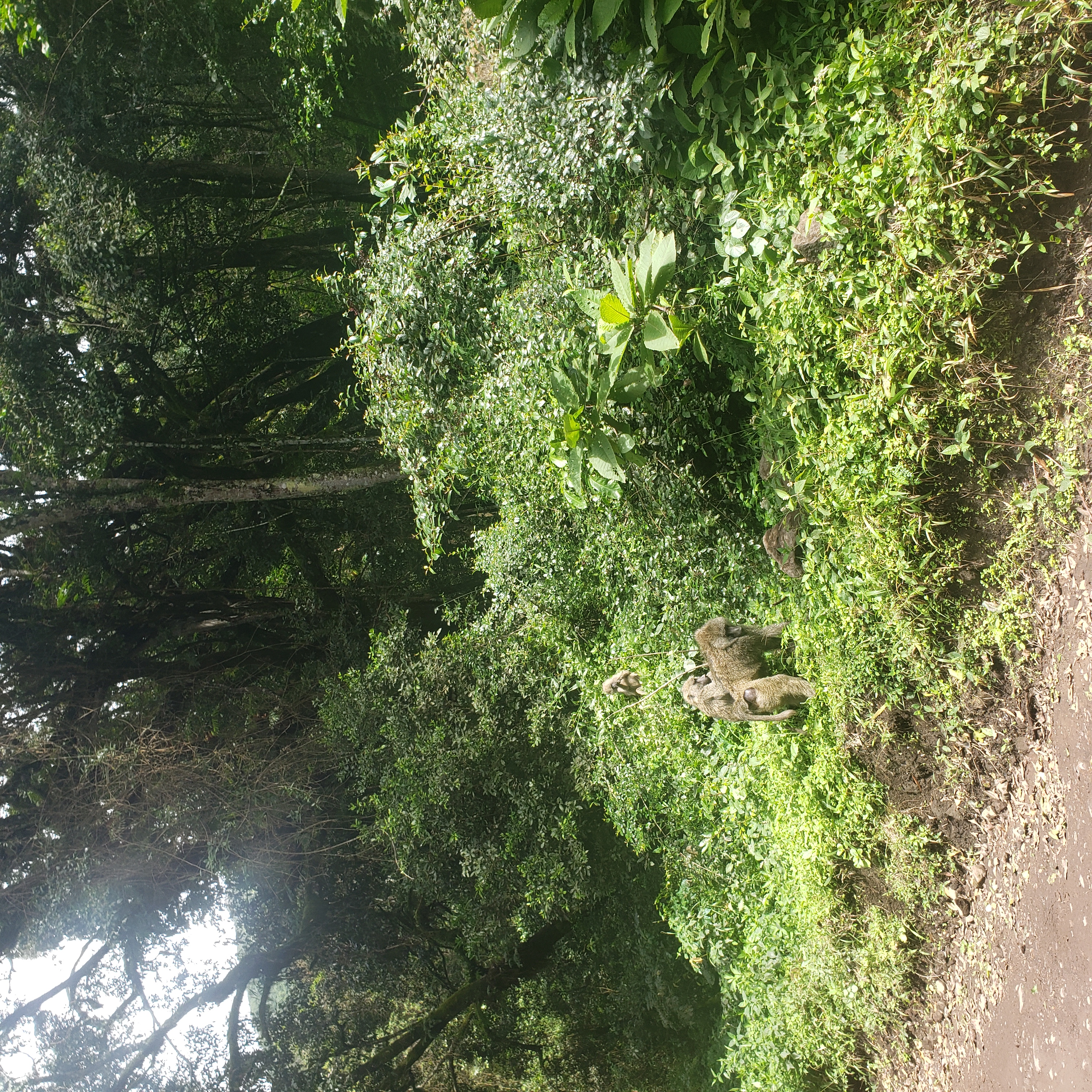 Arusha National Park 5