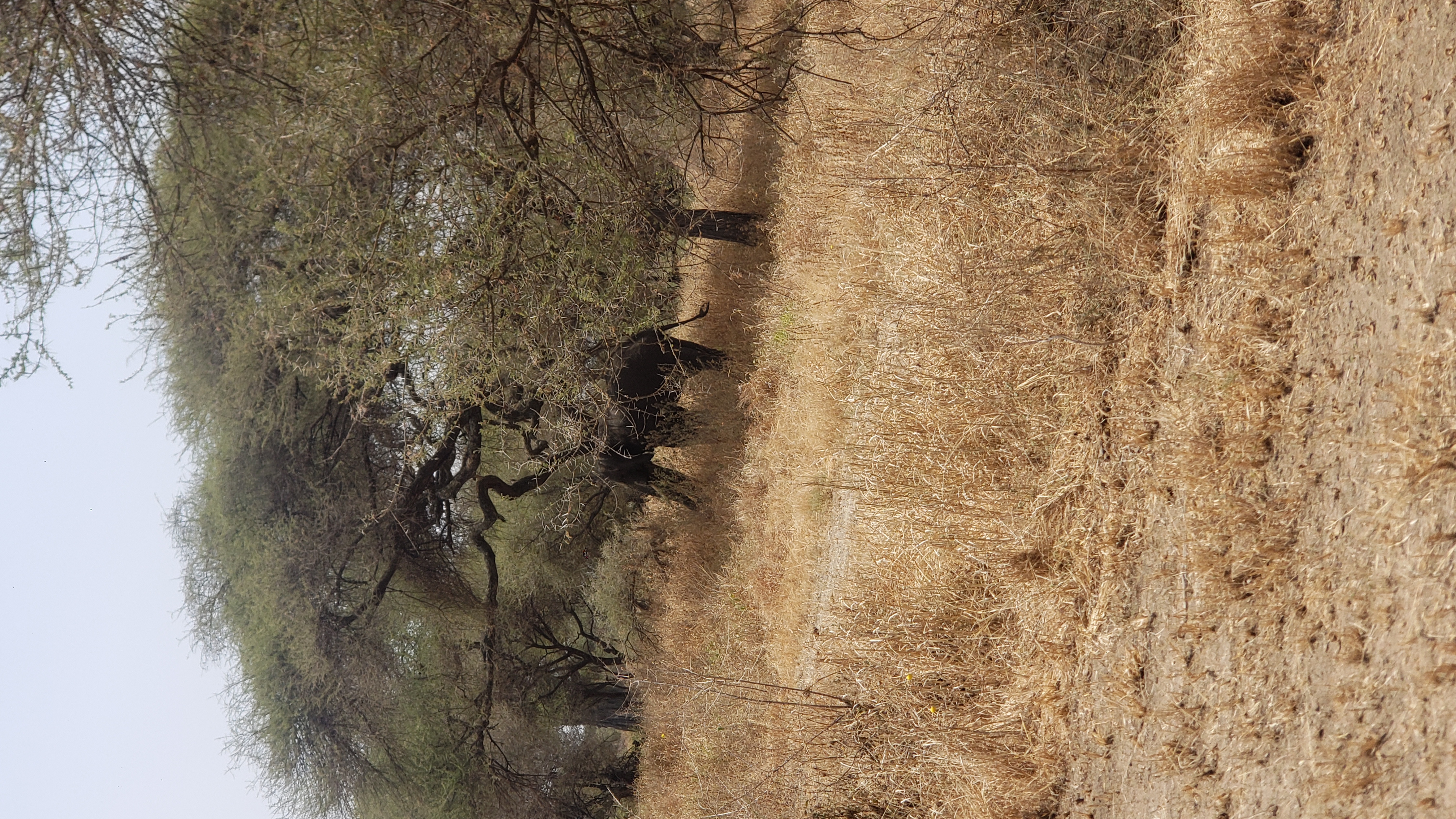 Lake Manyara National Park 4