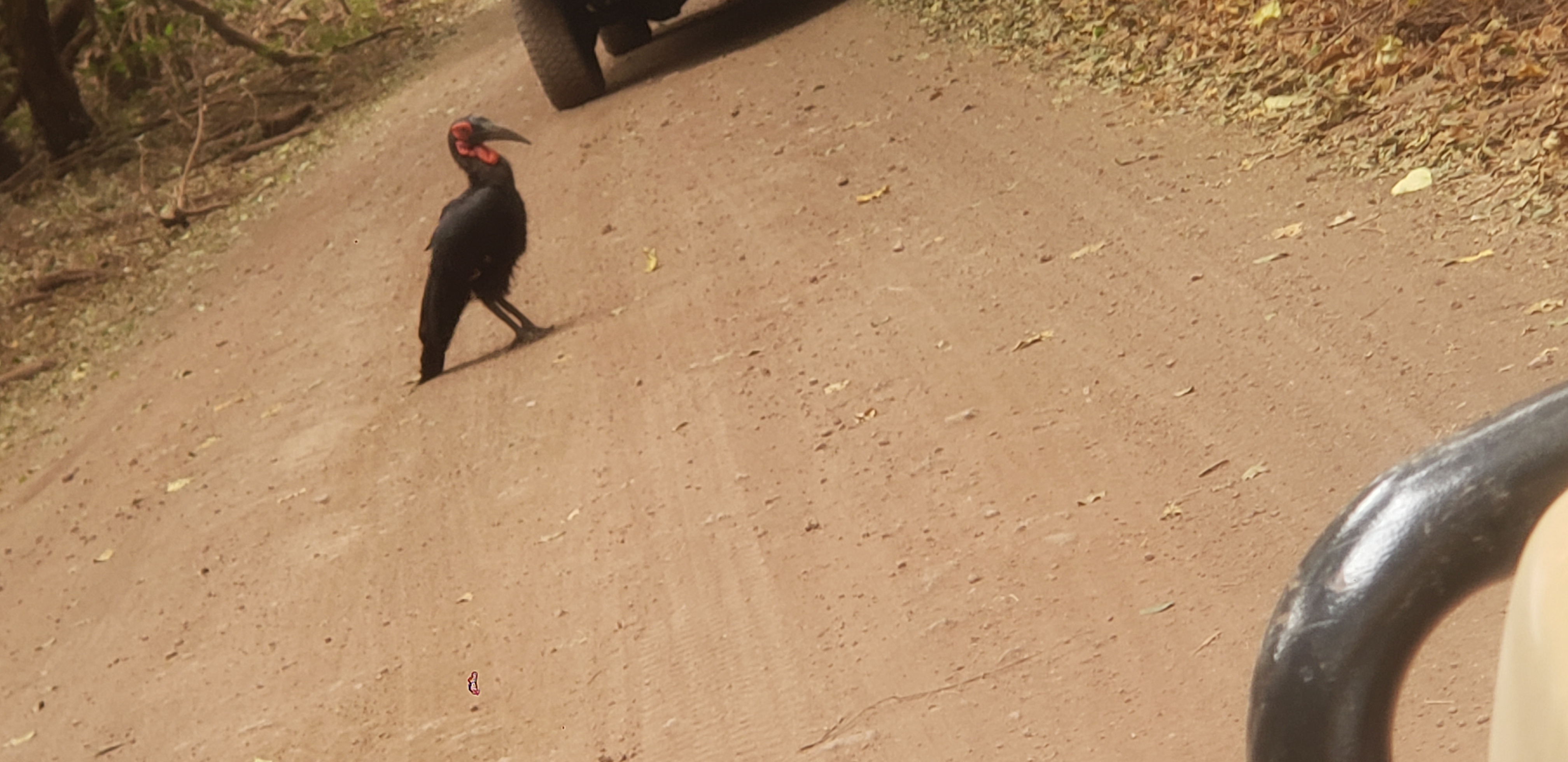 Lake Manyara National Park 6