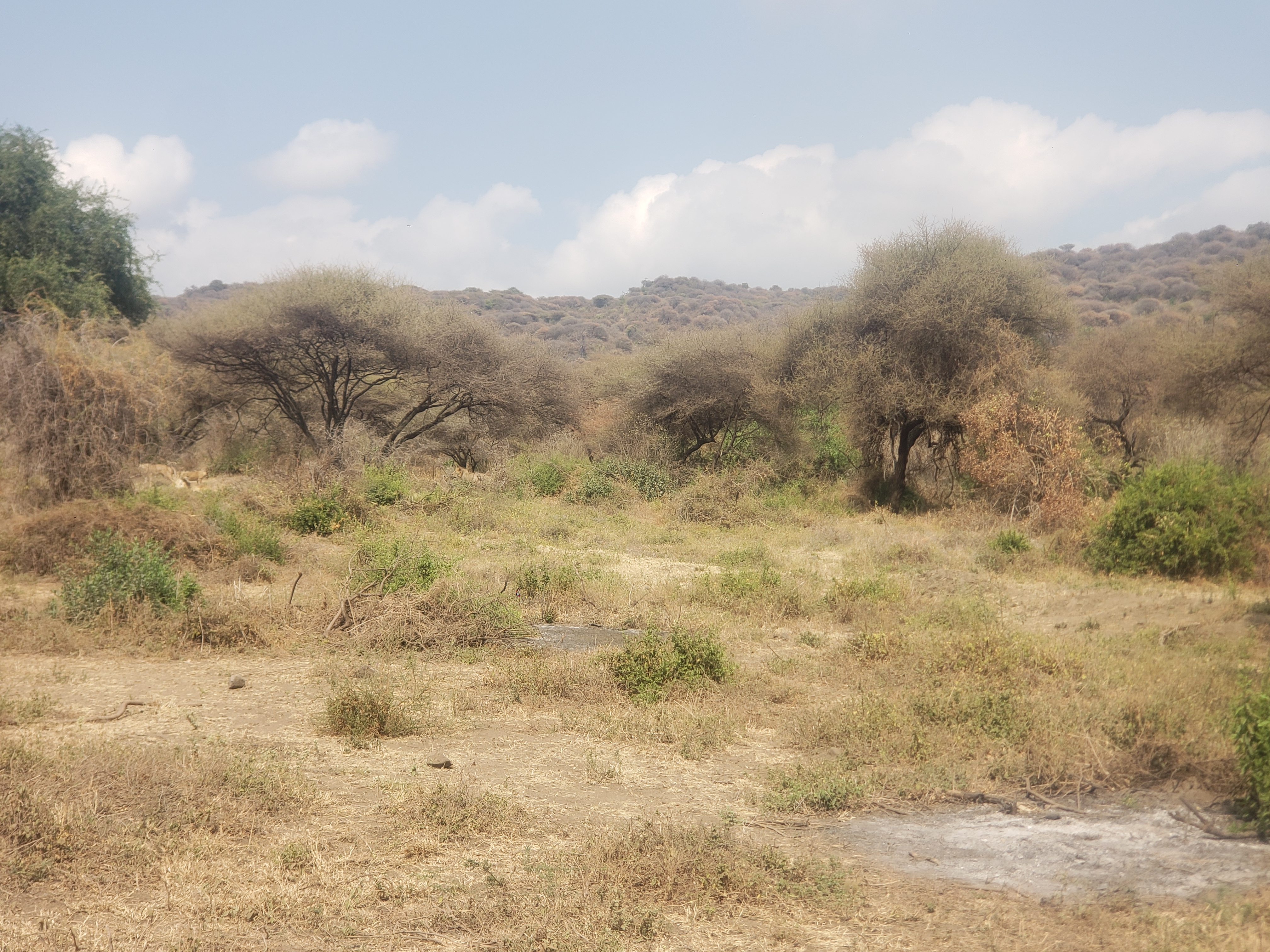 Lake Manyara National Park 10