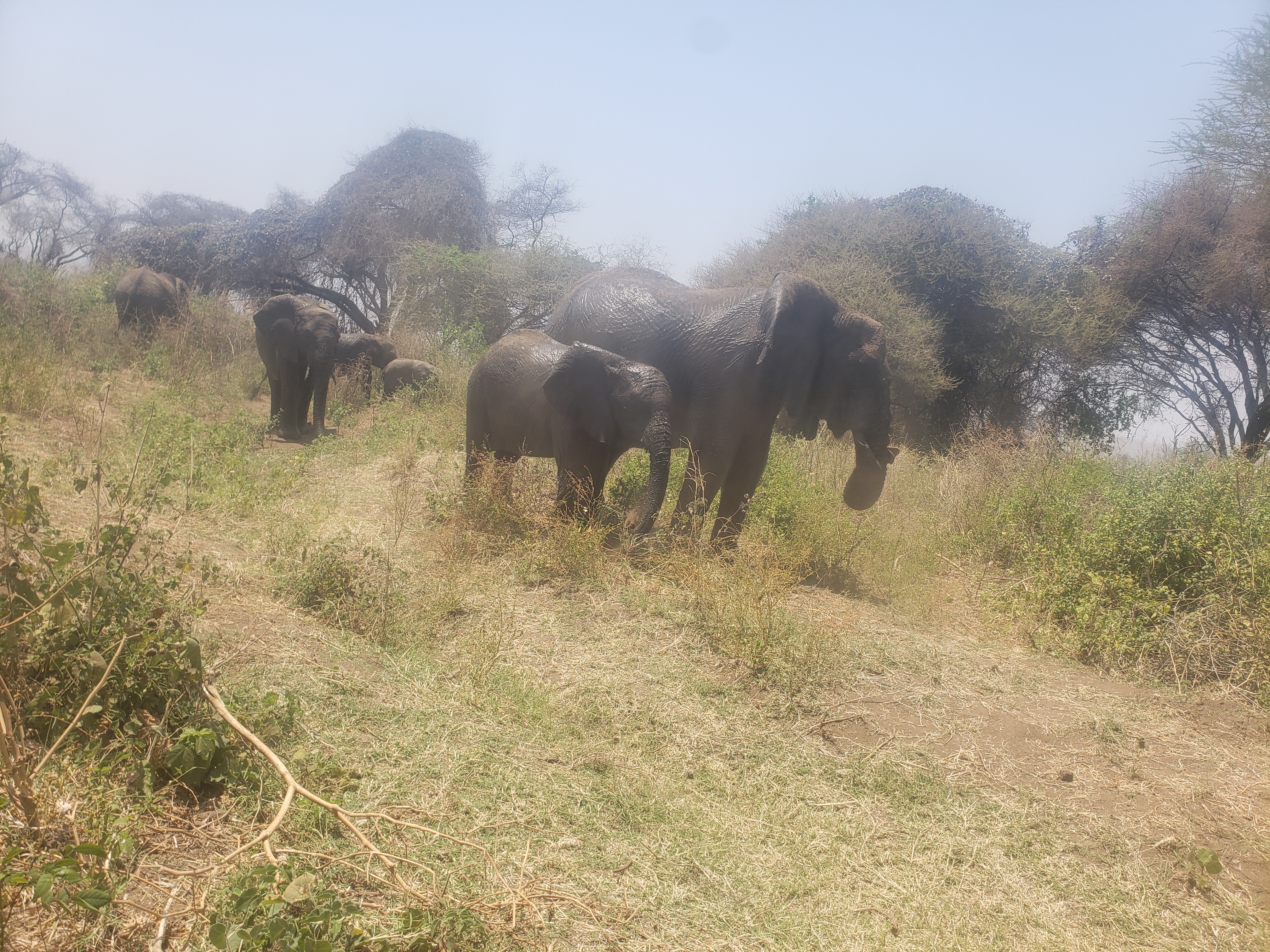 Lake Manyara National Park 11