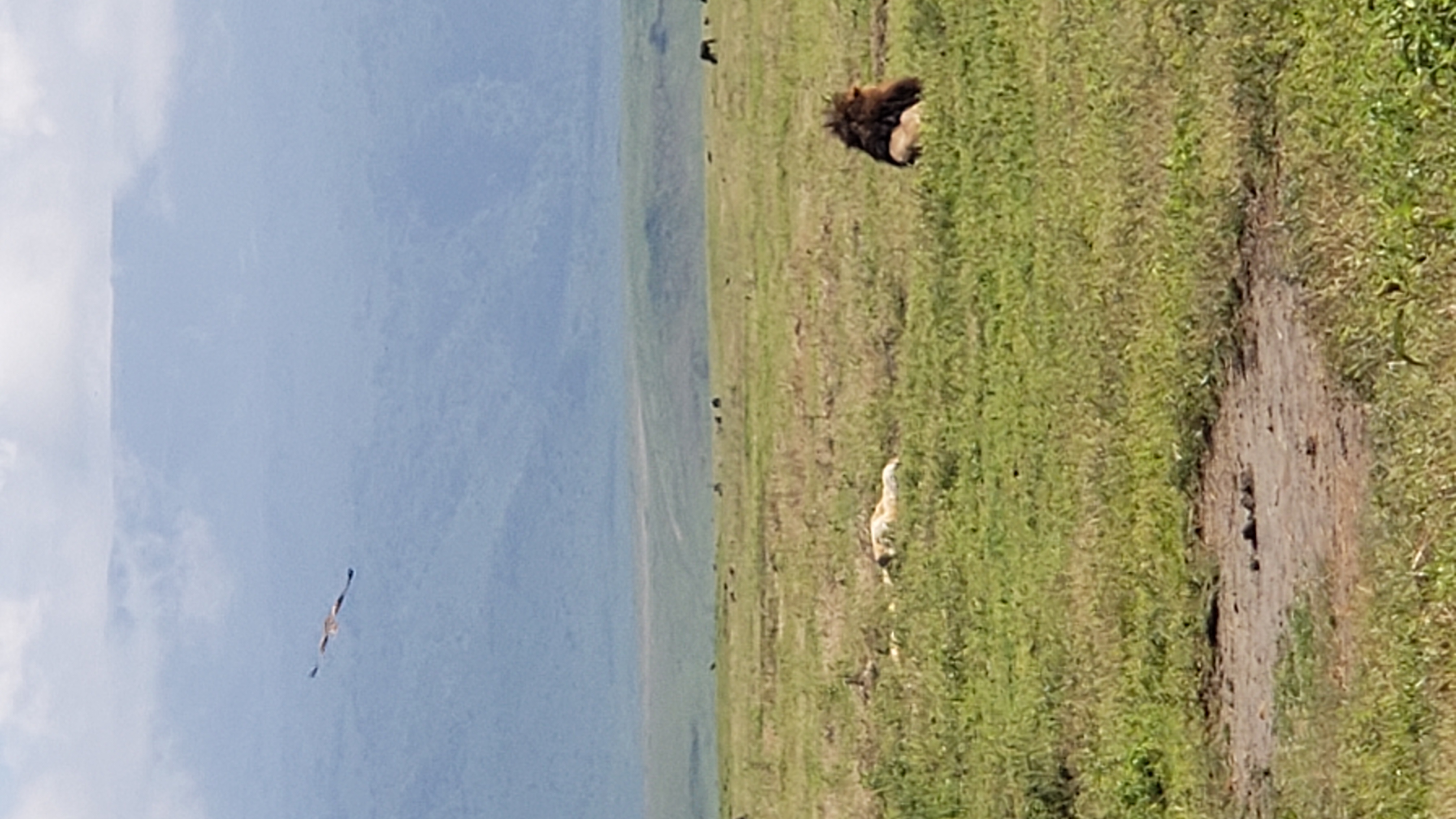Ngorongoro Crater 4