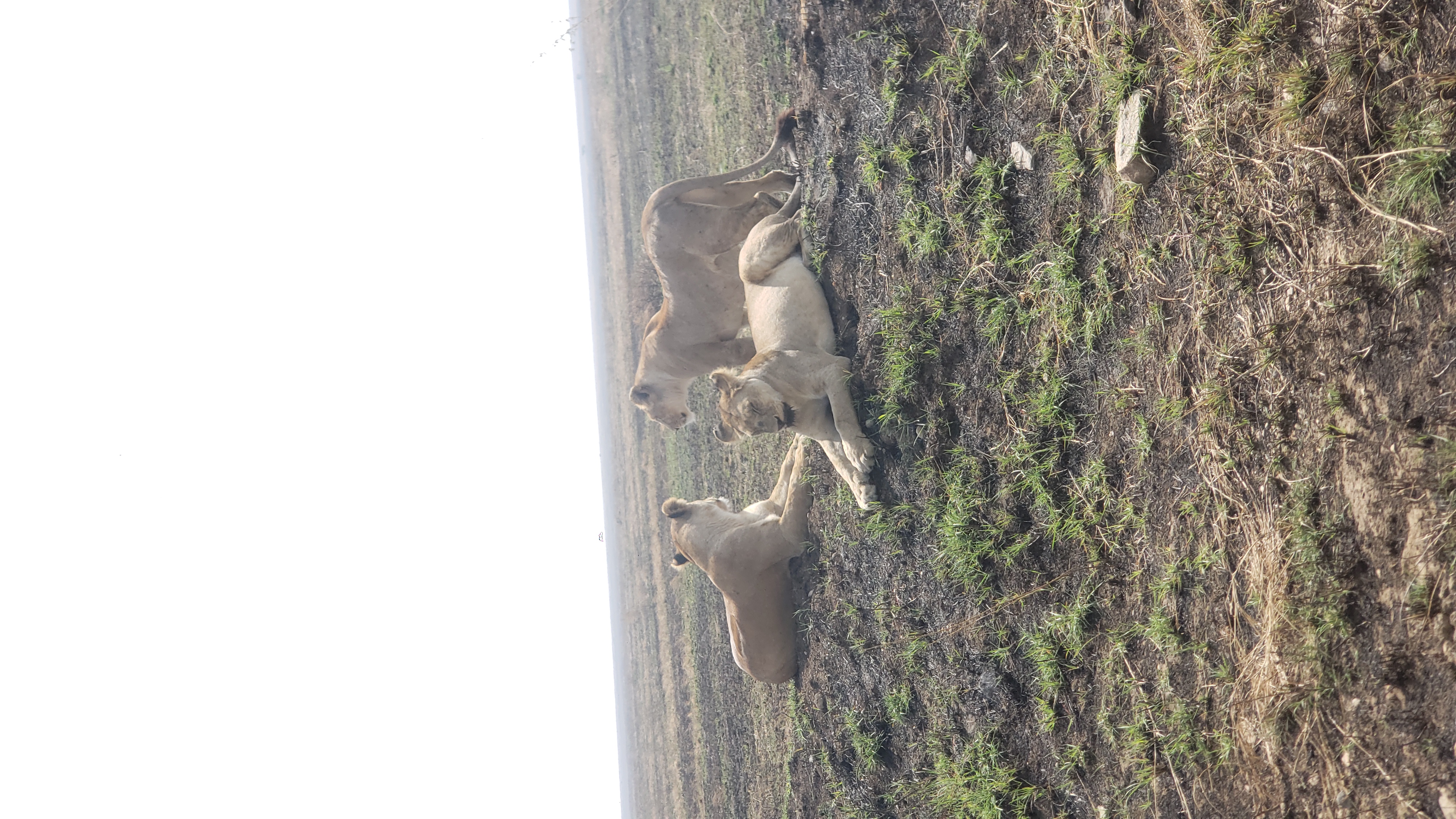 Serengeti