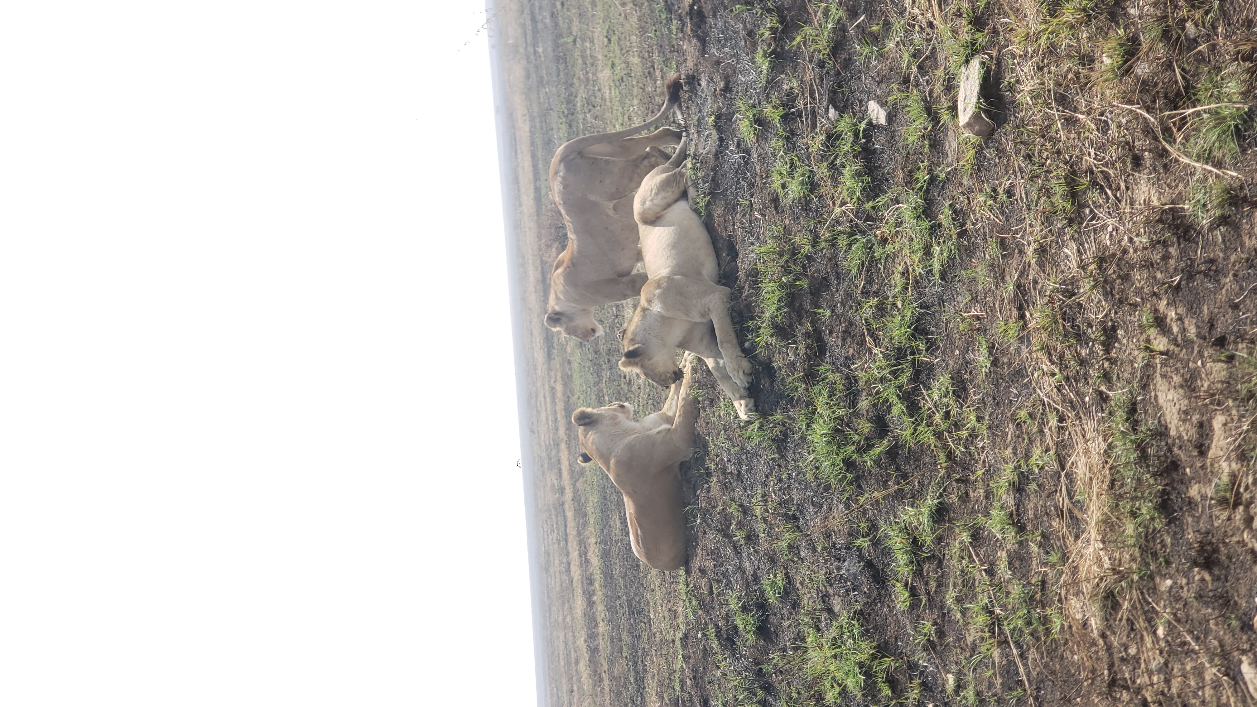 Serengeti 2