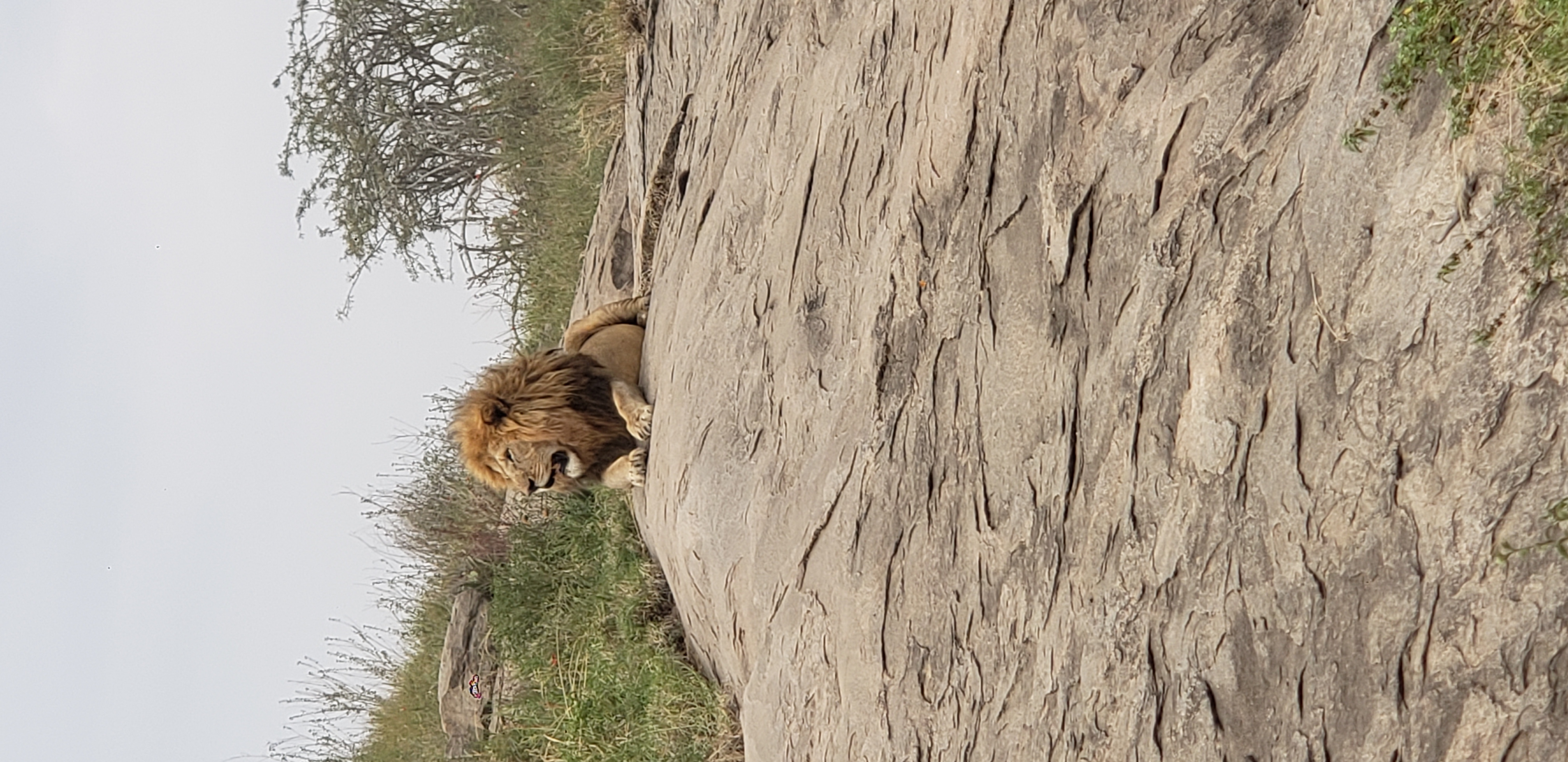 Serengeti 5