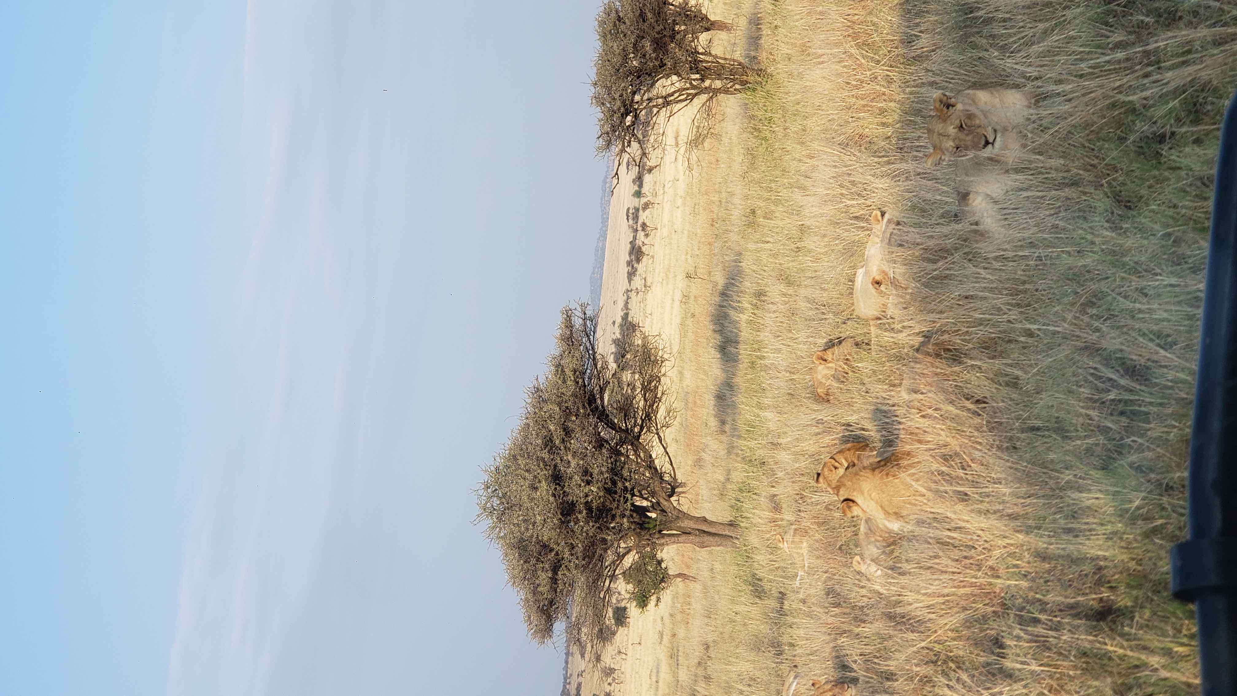 Serengeti 13