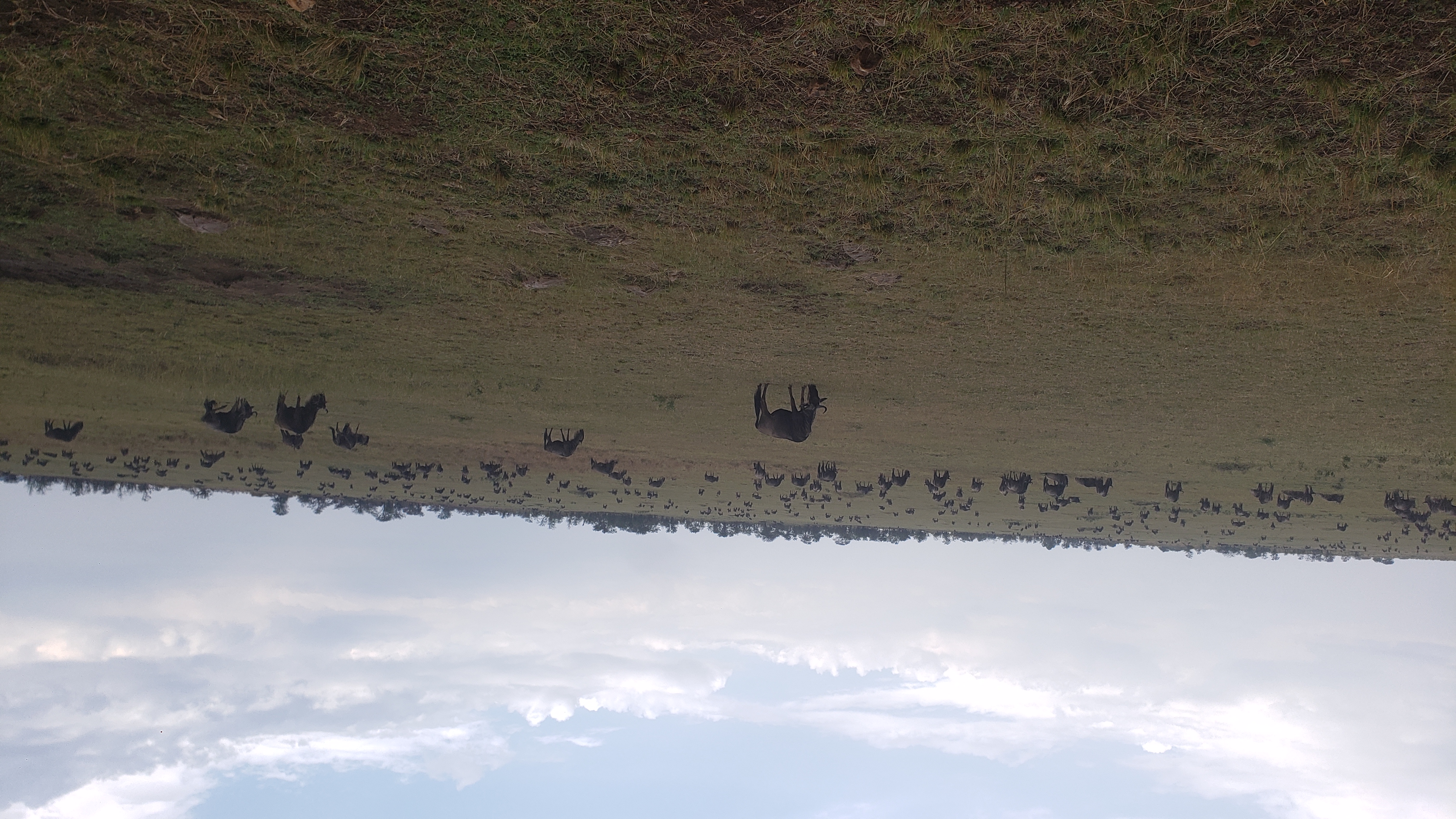 Serengeti 15