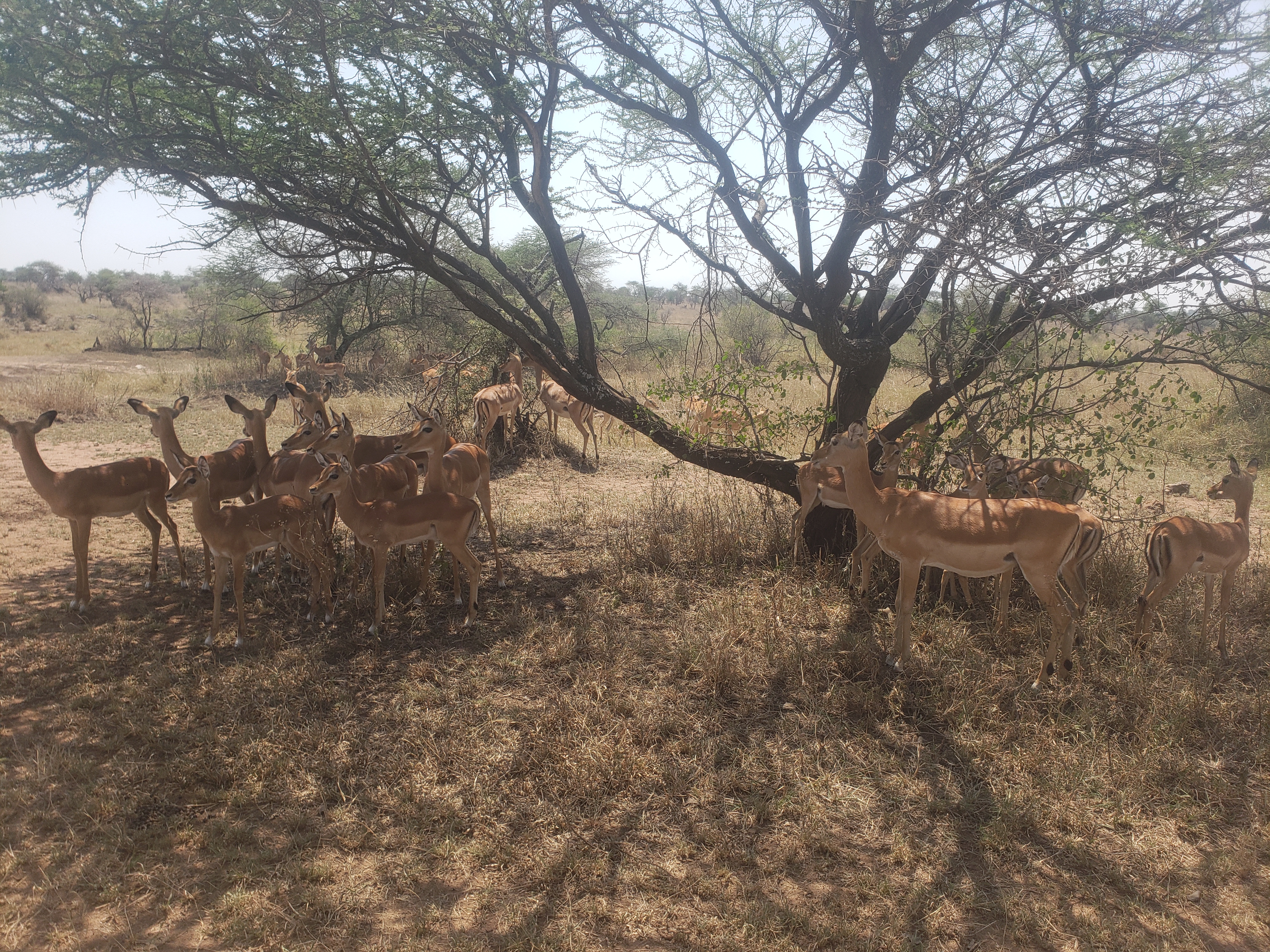 Serengeti 18