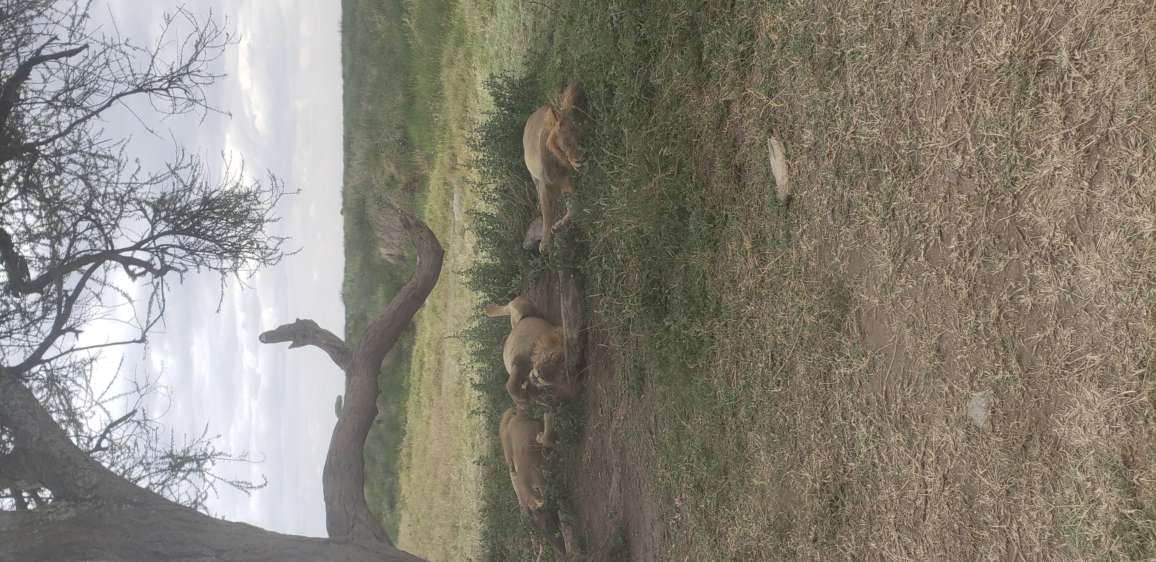 Serengeti 19