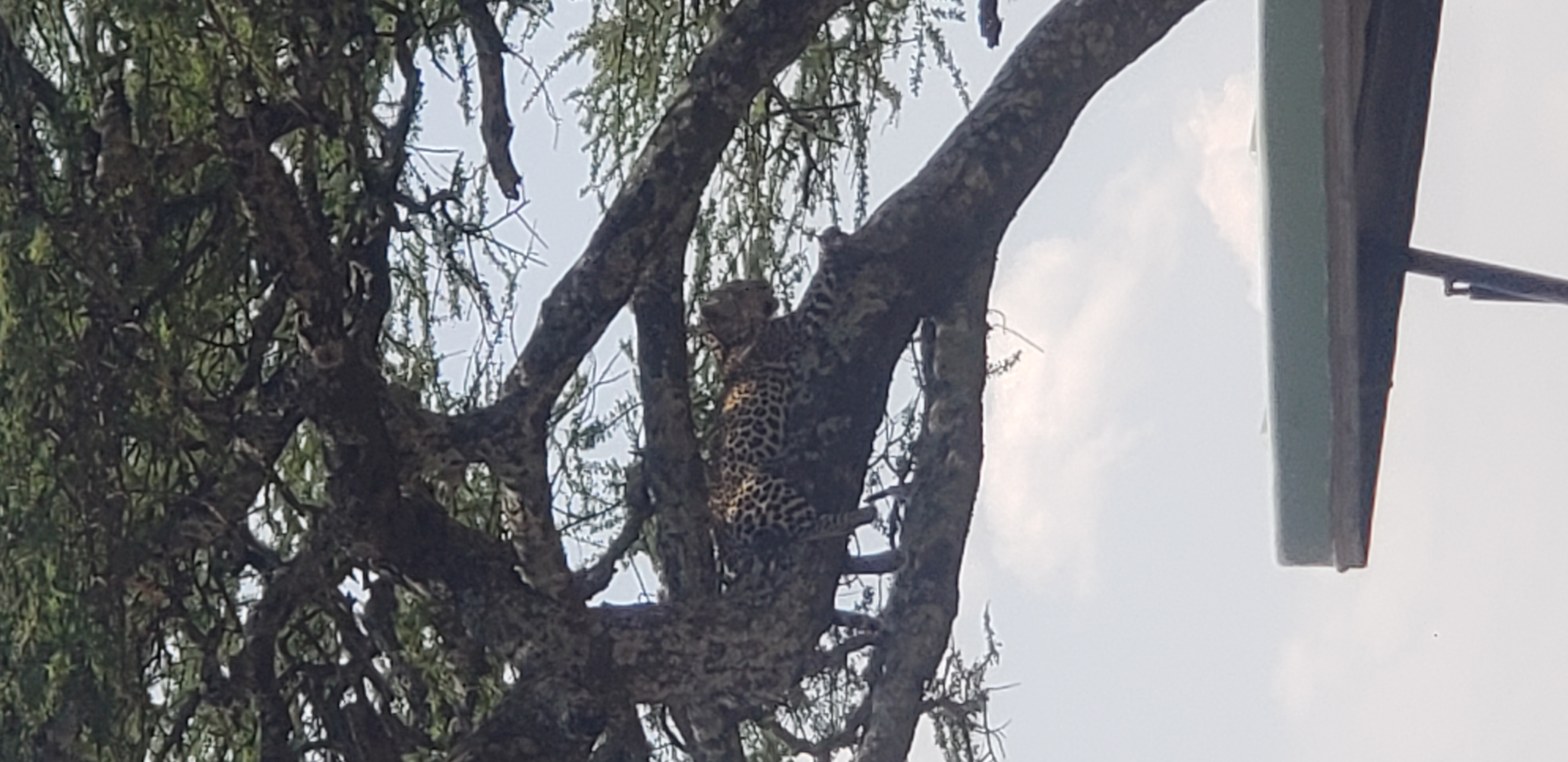 Serengeti 20