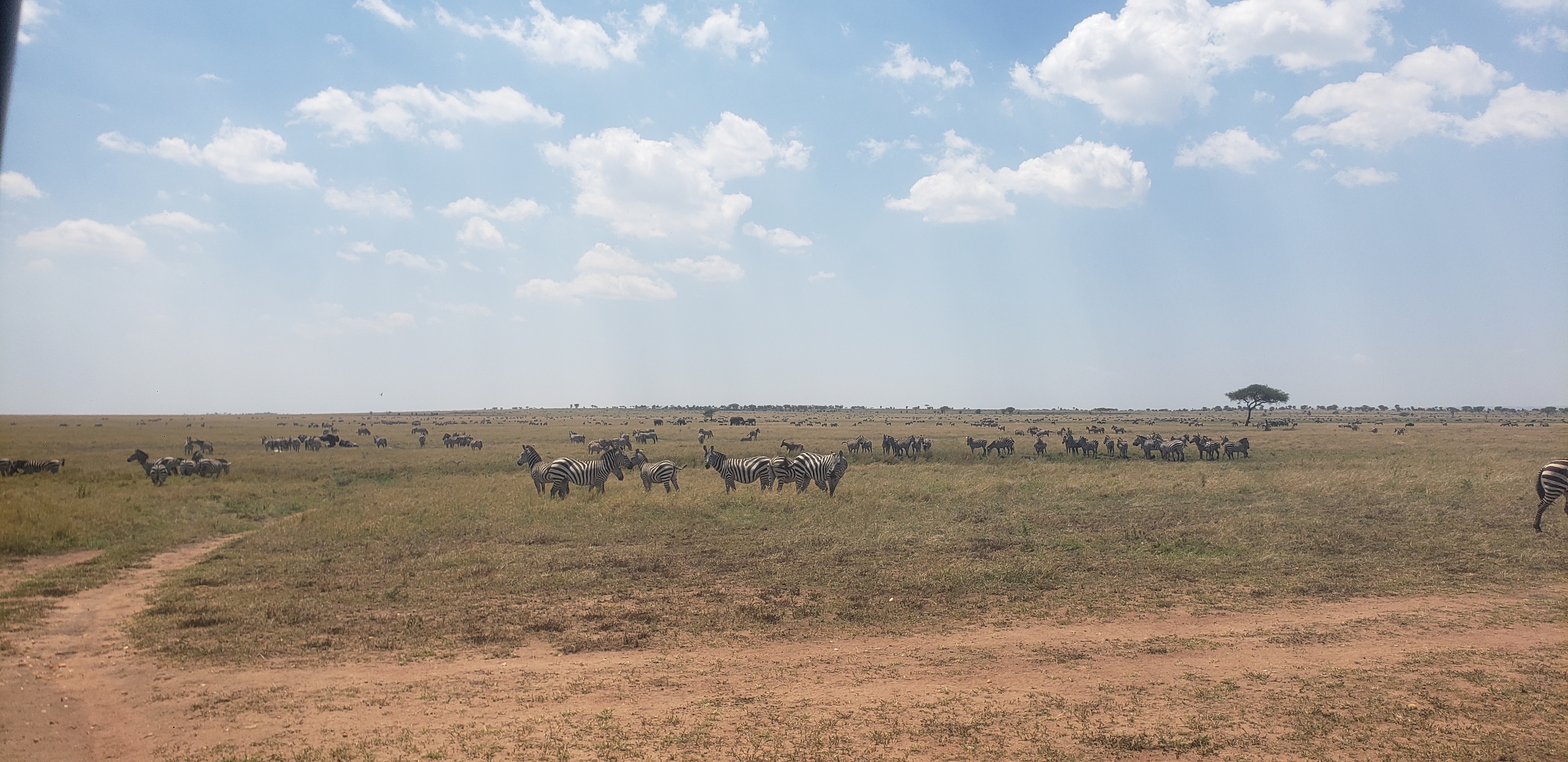 Serengeti 25