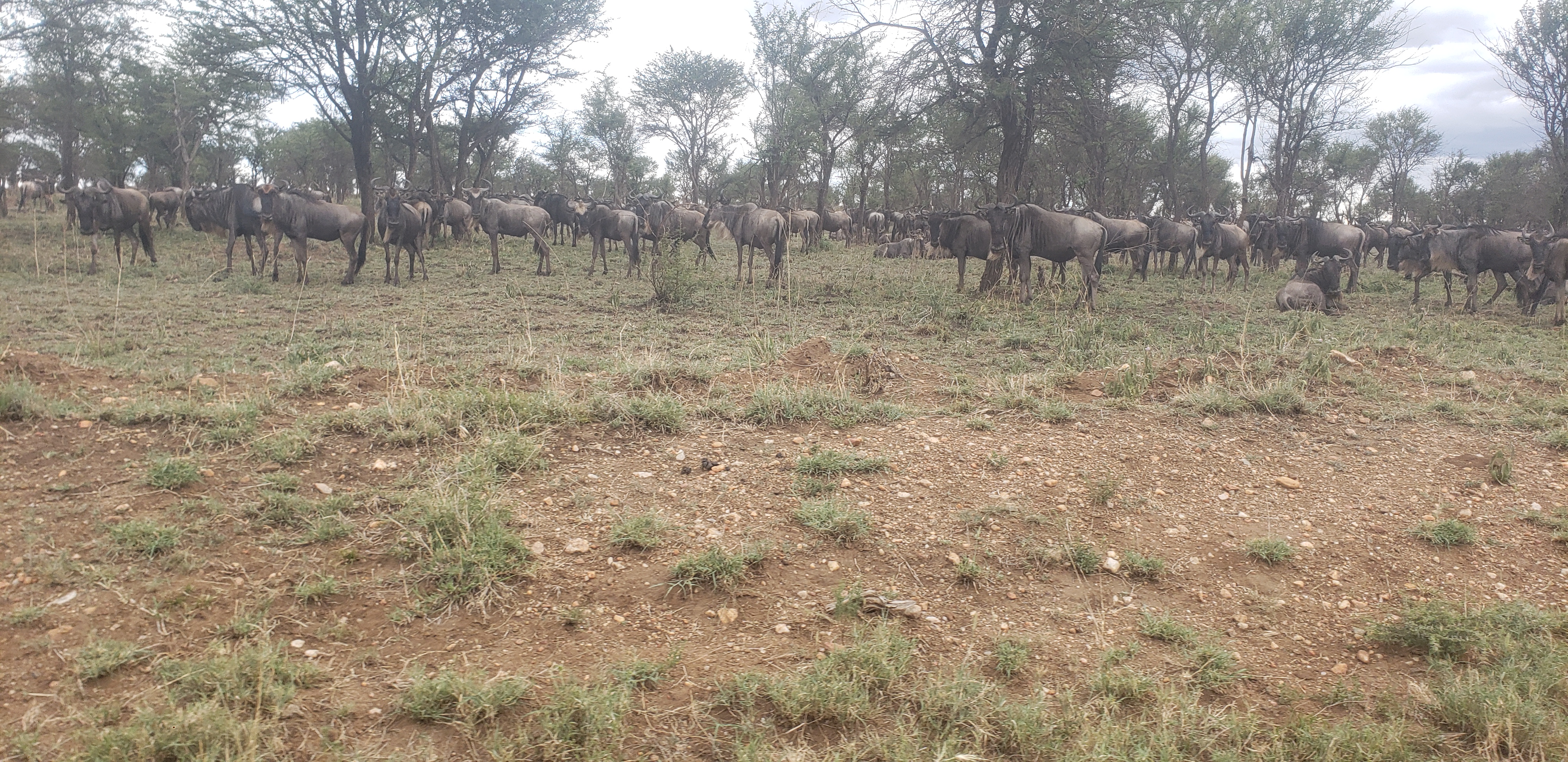 Serengeti 33