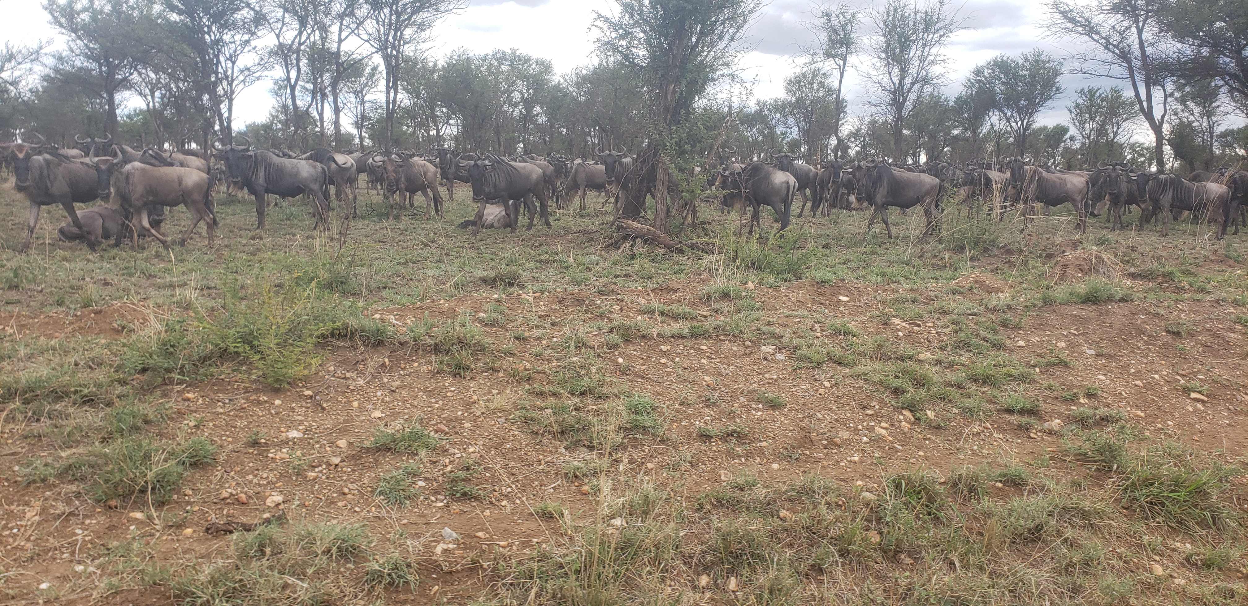 Serengeti 34