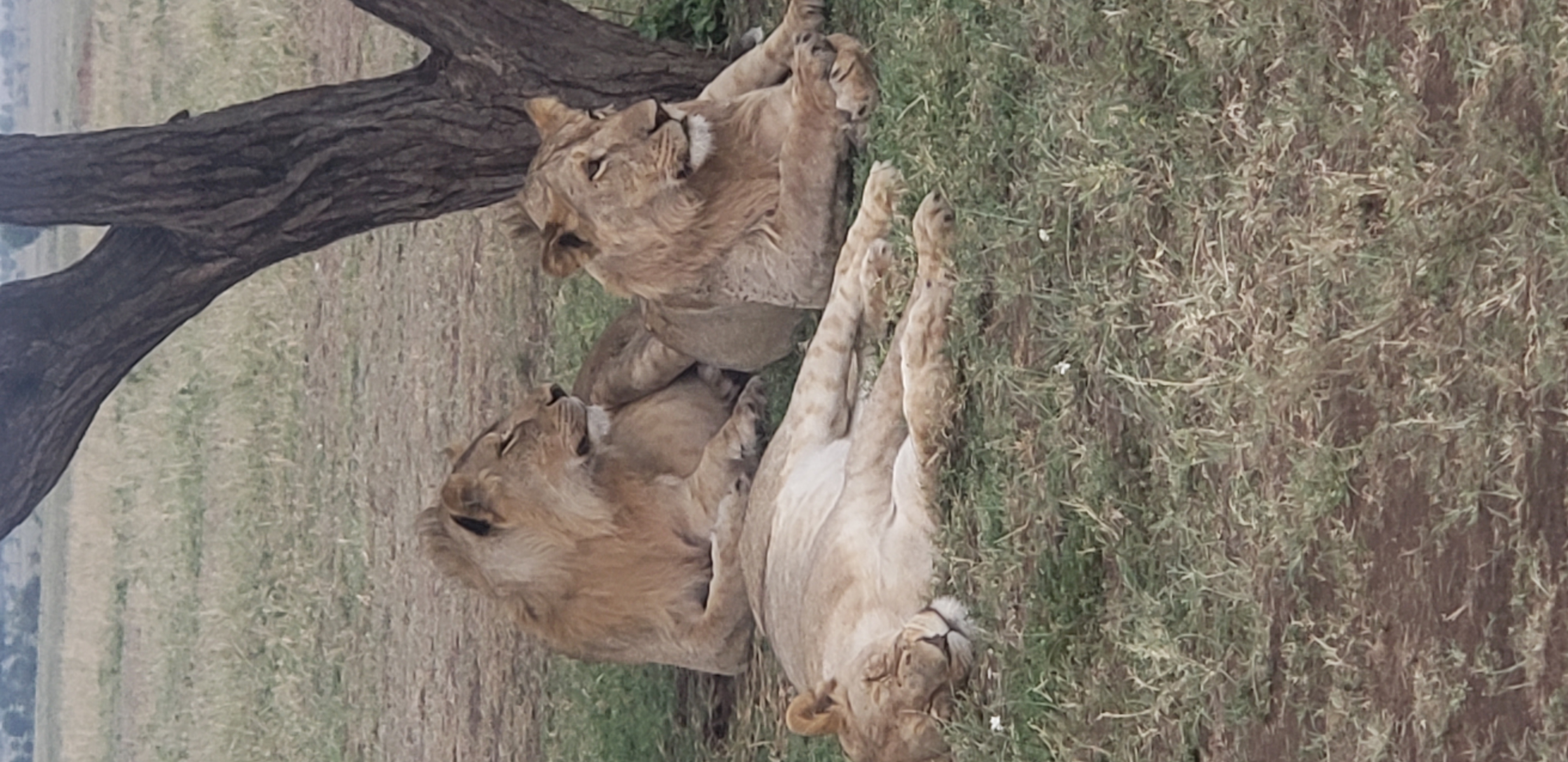 Serengeti 35