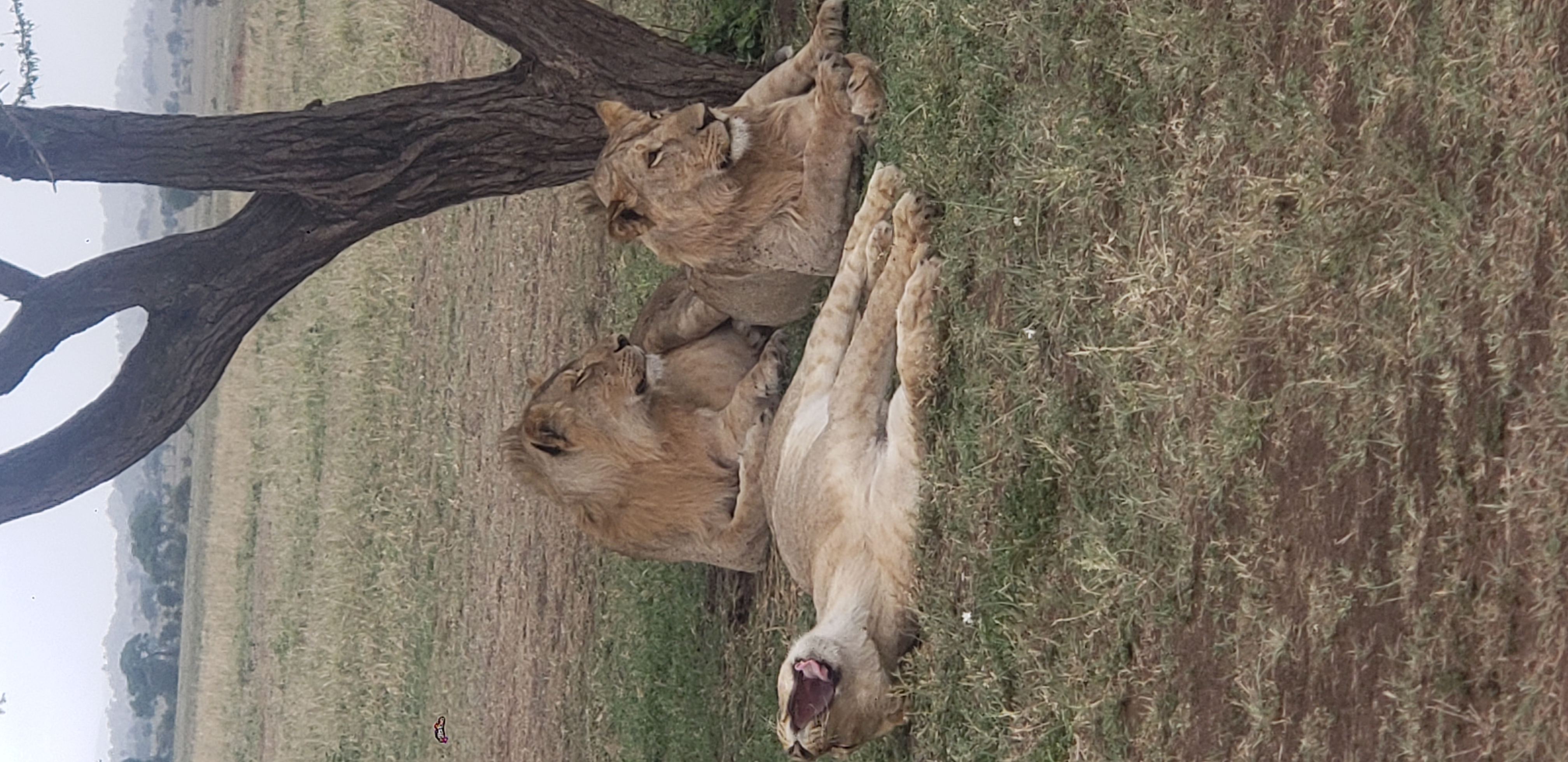 Serengeti 36