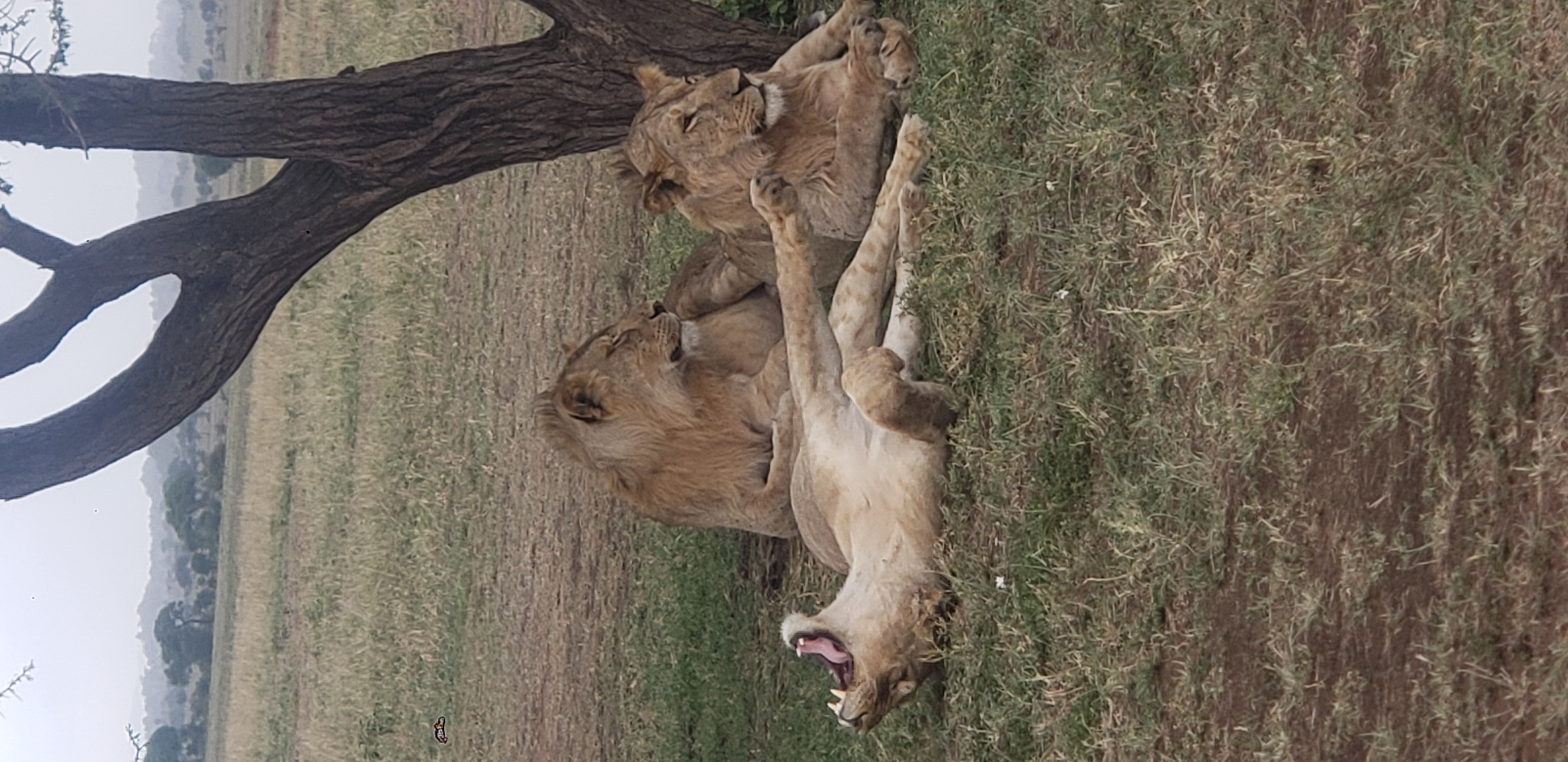 Serengeti 37