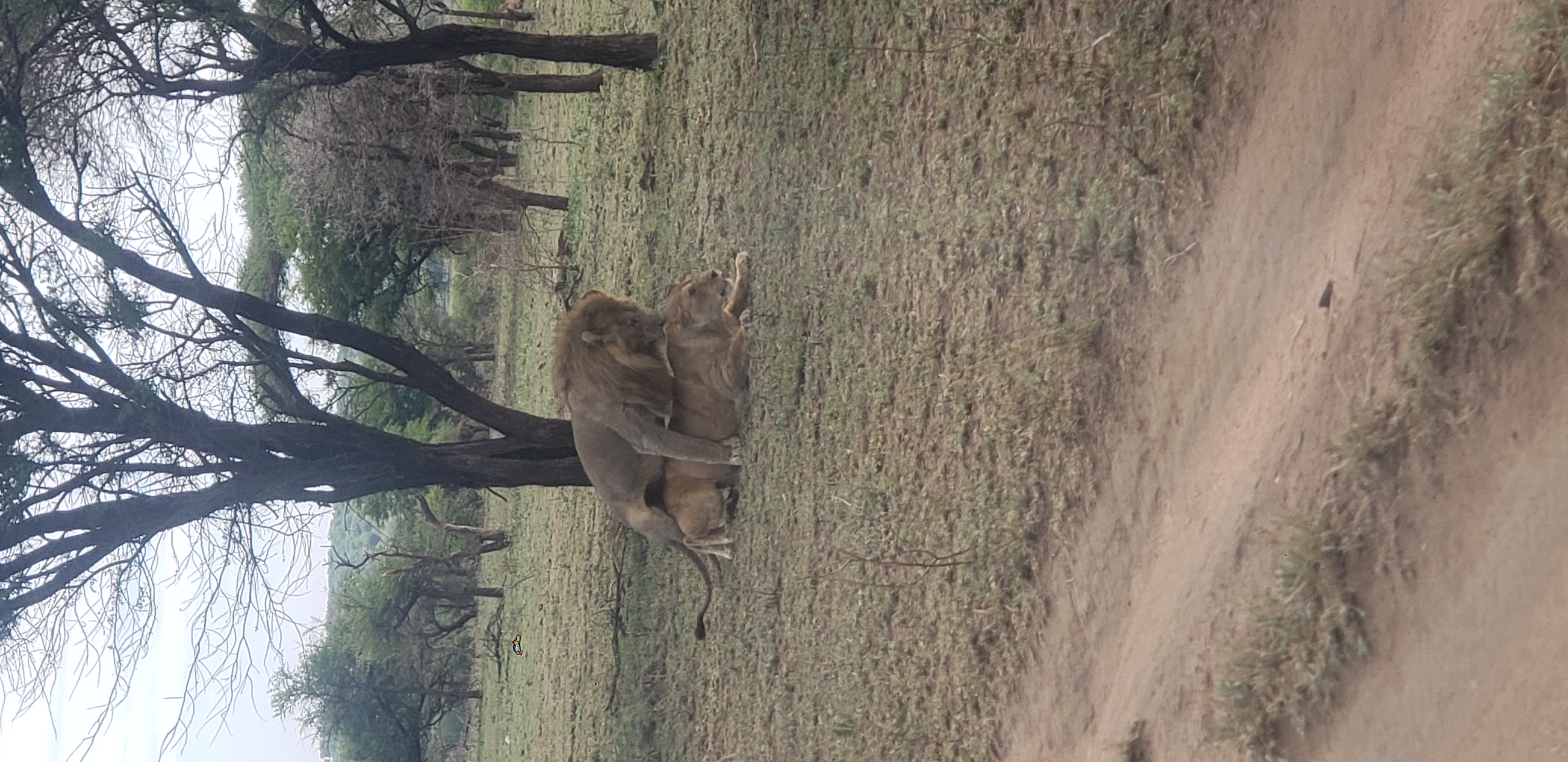 Serengeti 39