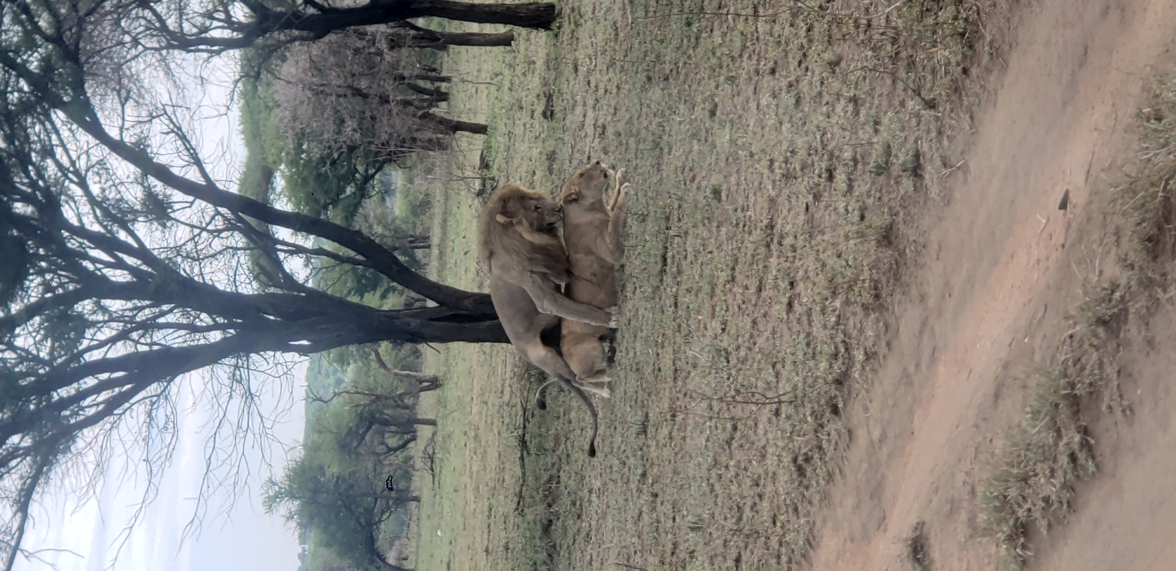 Serengeti 40