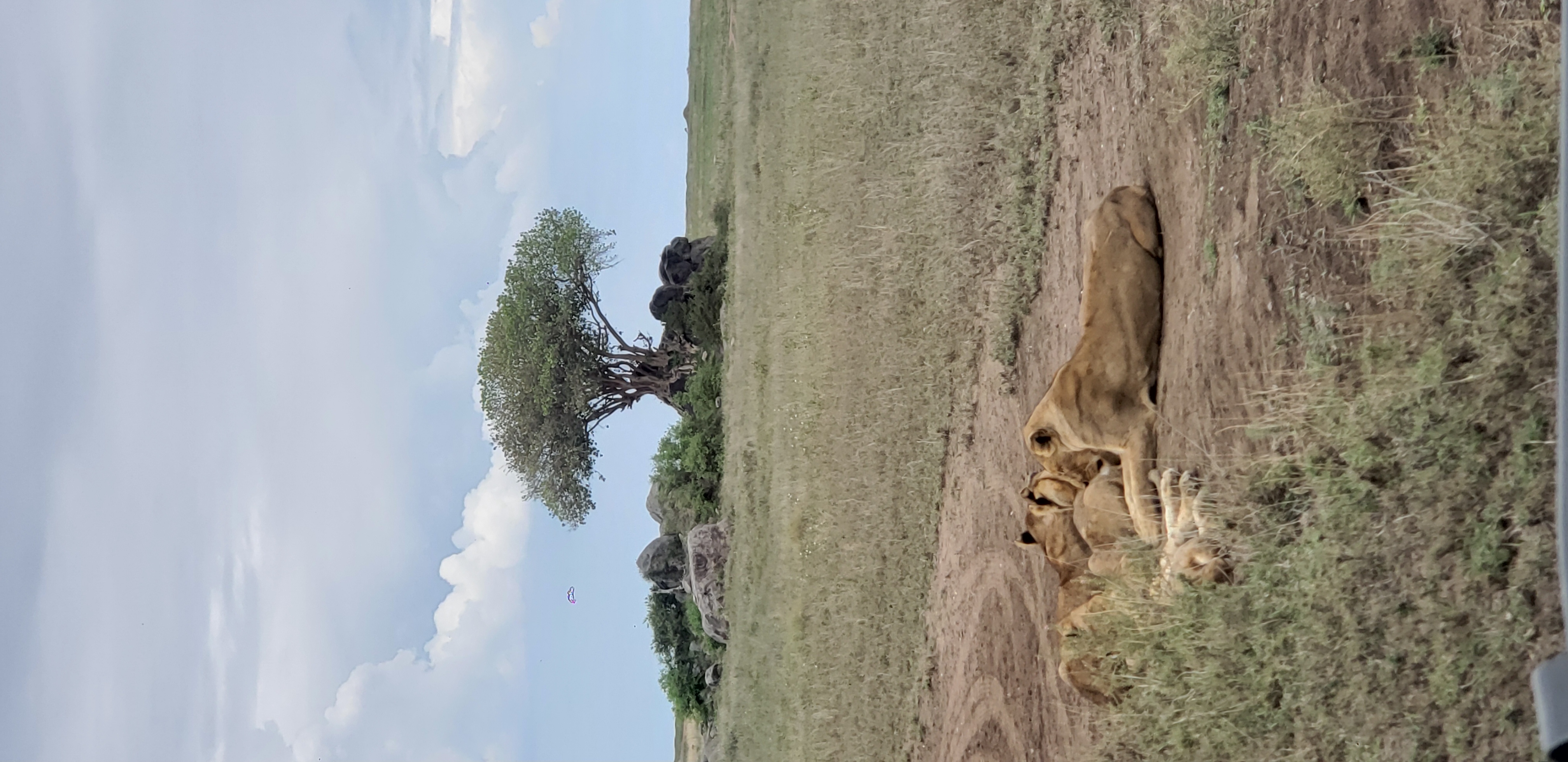 Serengeti 42