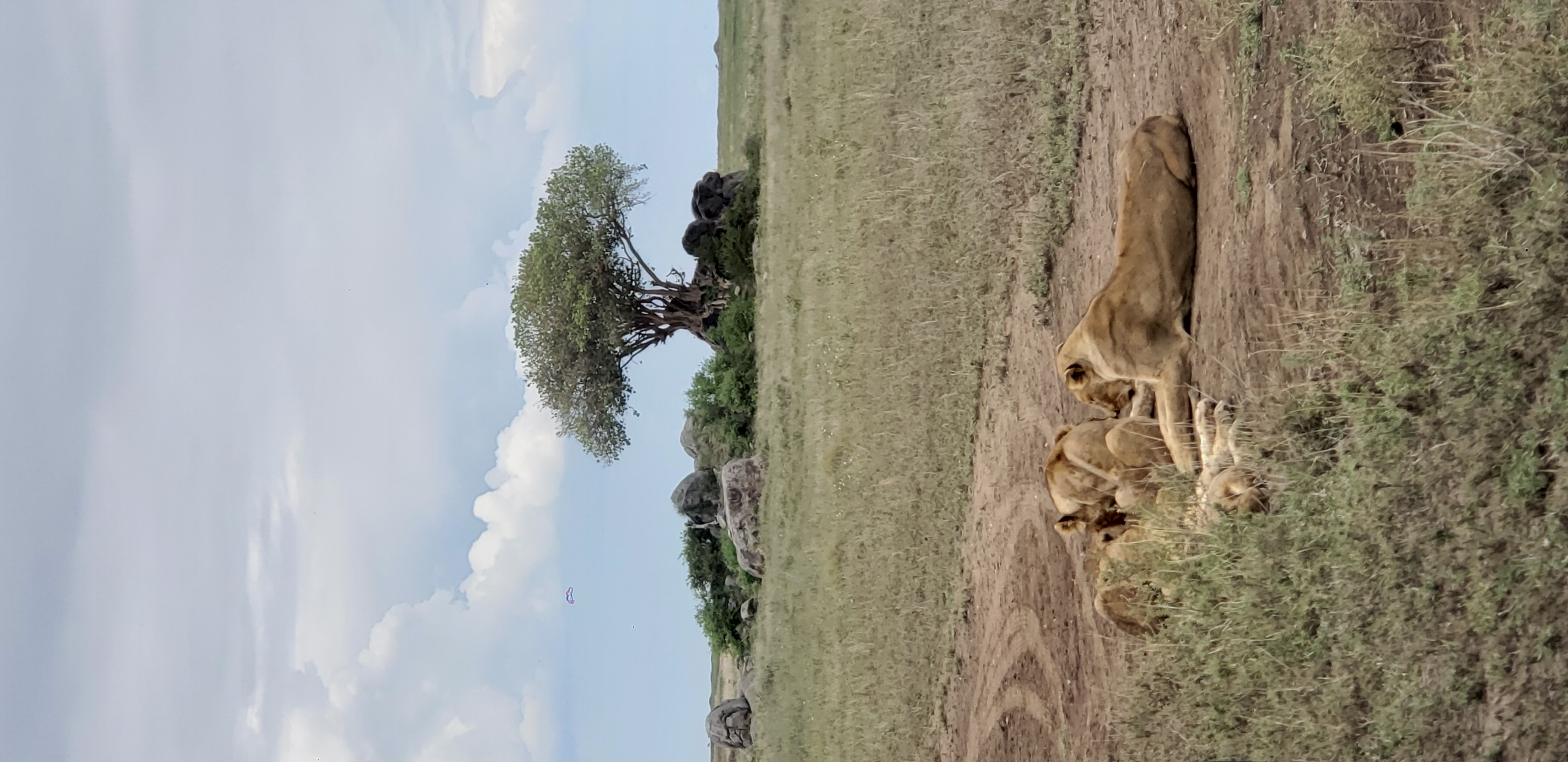 Serengeti 43