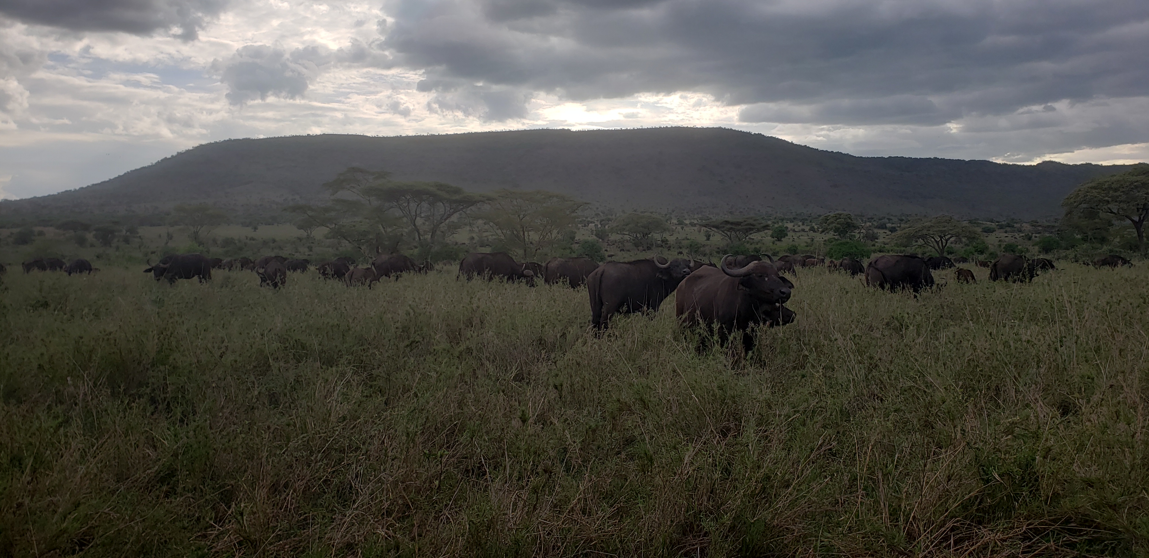 Serengeti 46