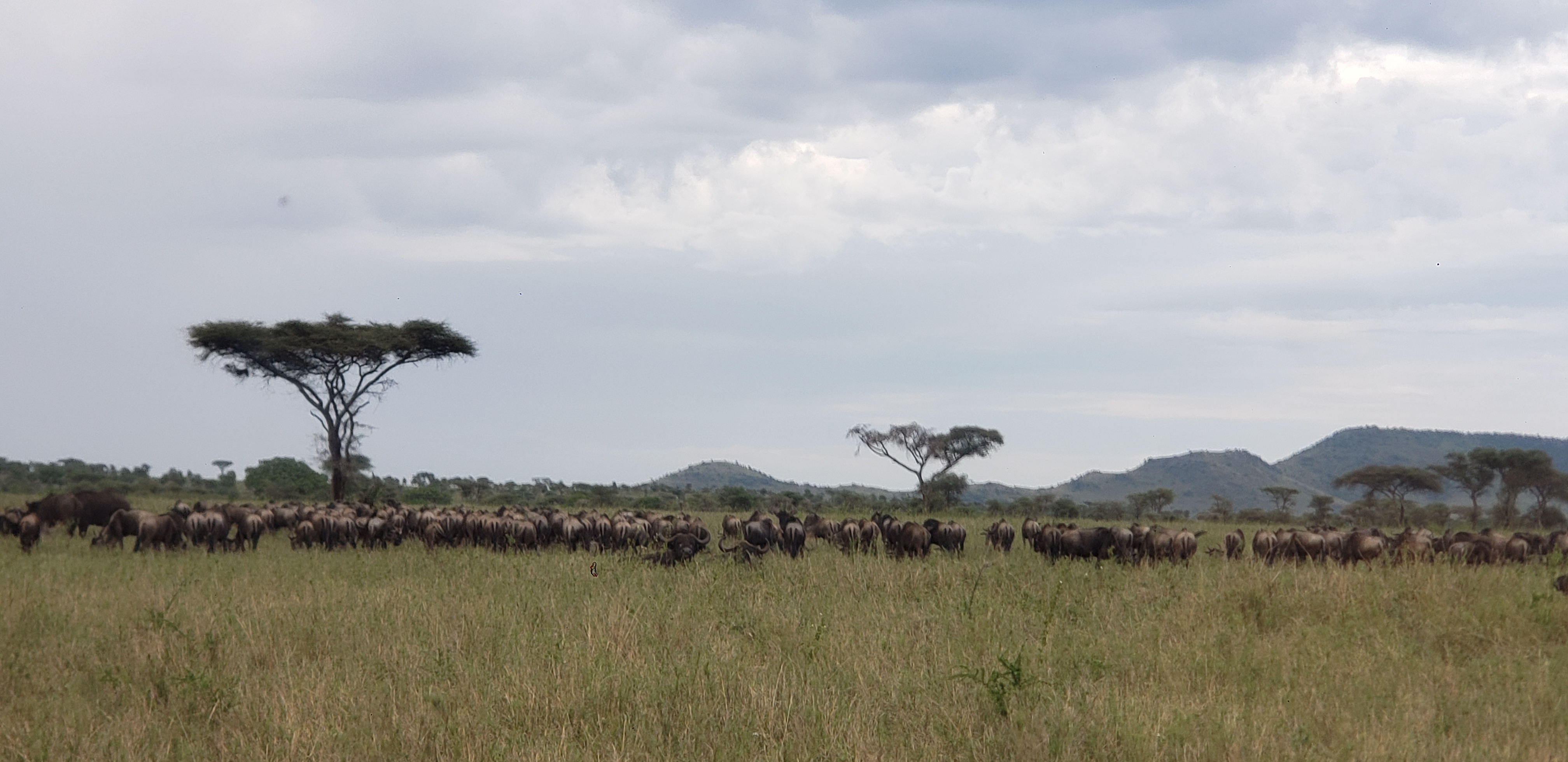 Serengeti 47