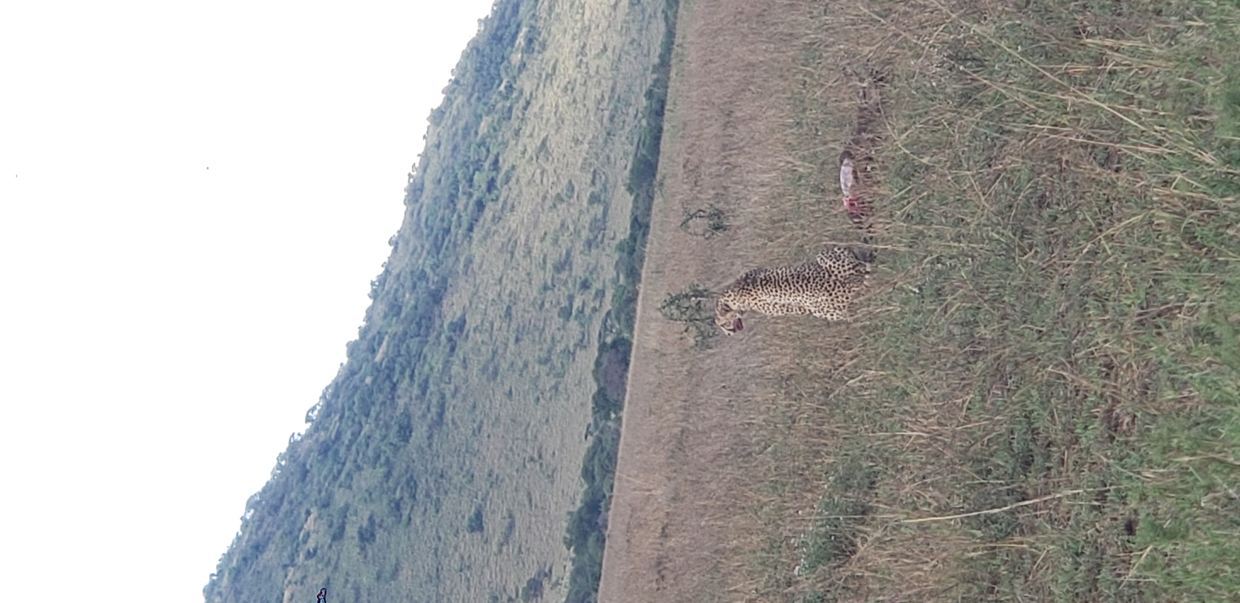 Serengeti 48