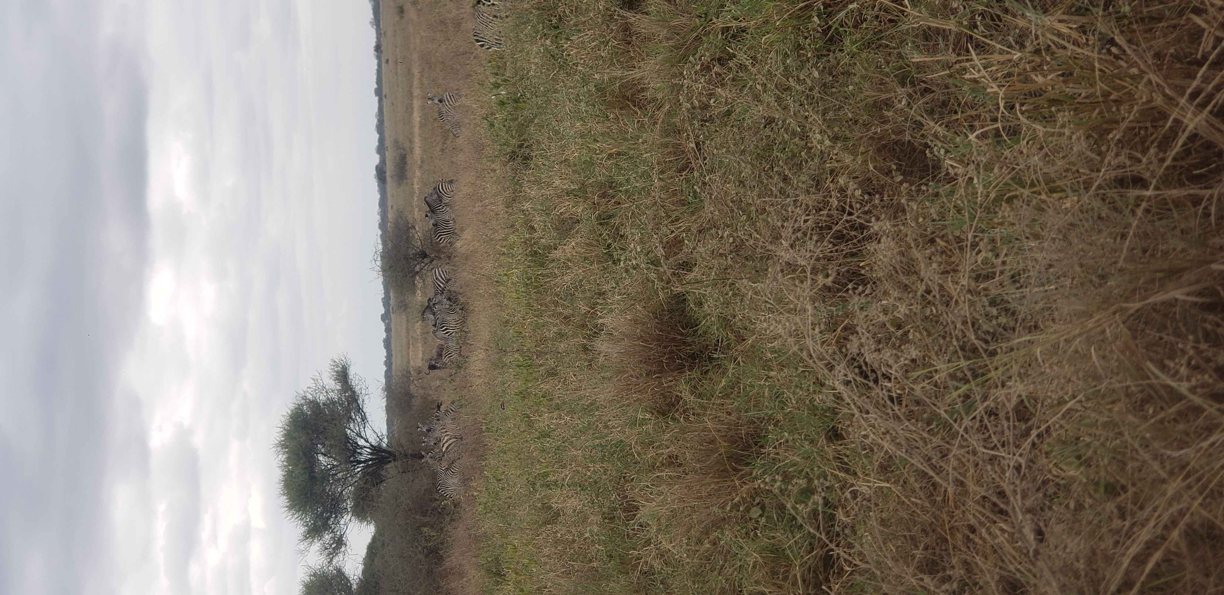 Tarangire National Park 2