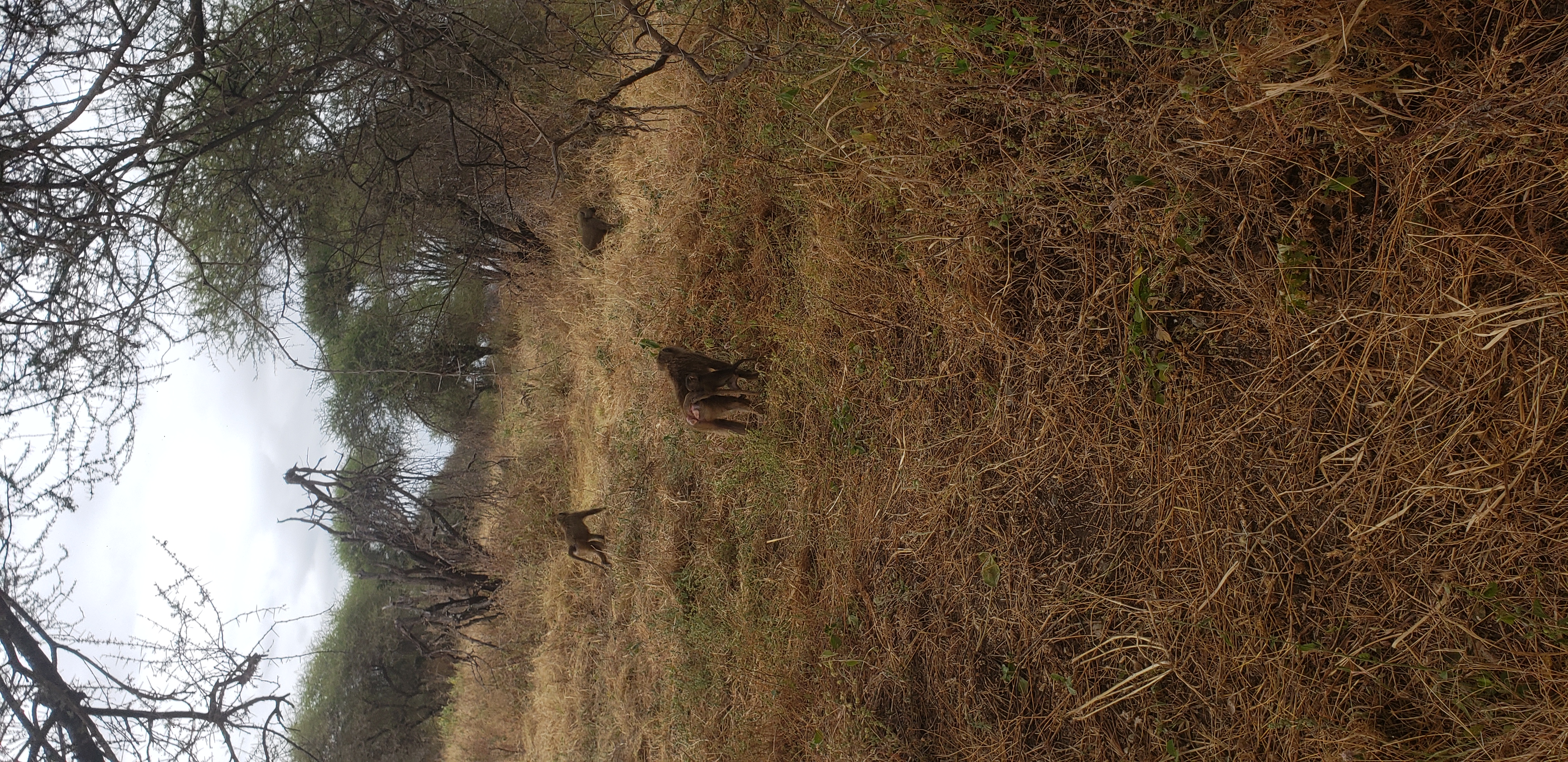 Tarangire National Park 3