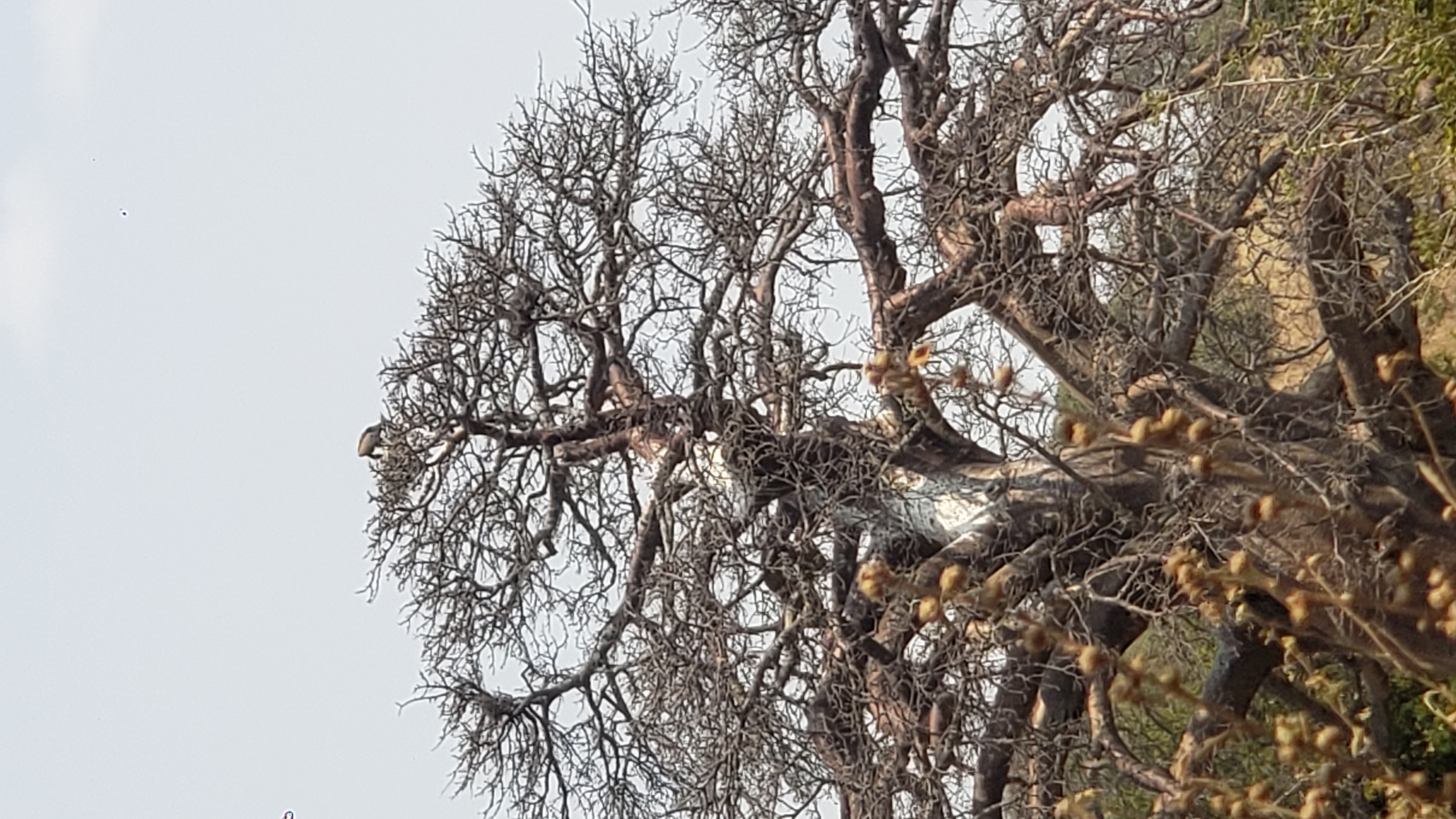 Tarangire National Park 7