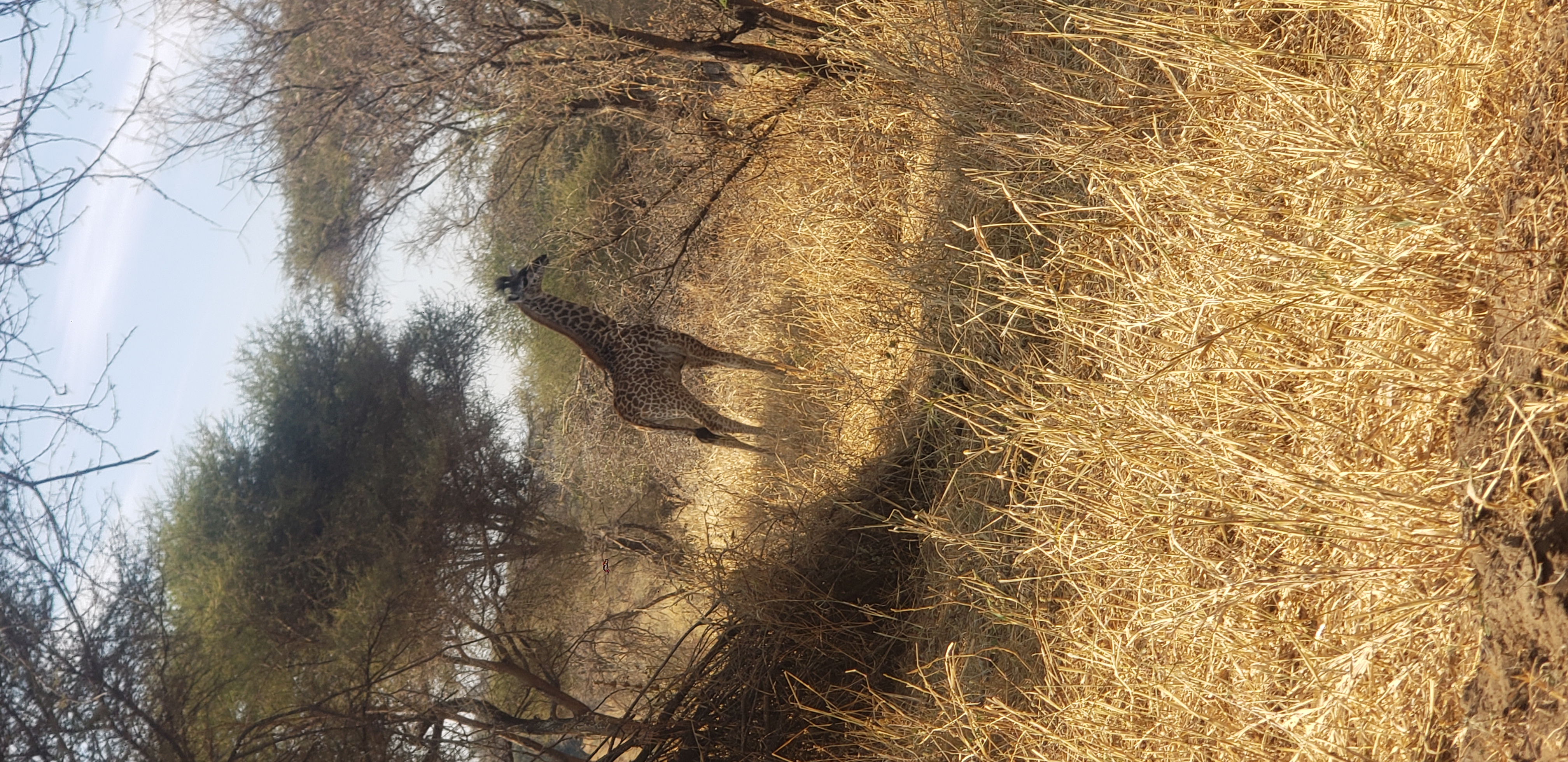 Tarangire National Park 11