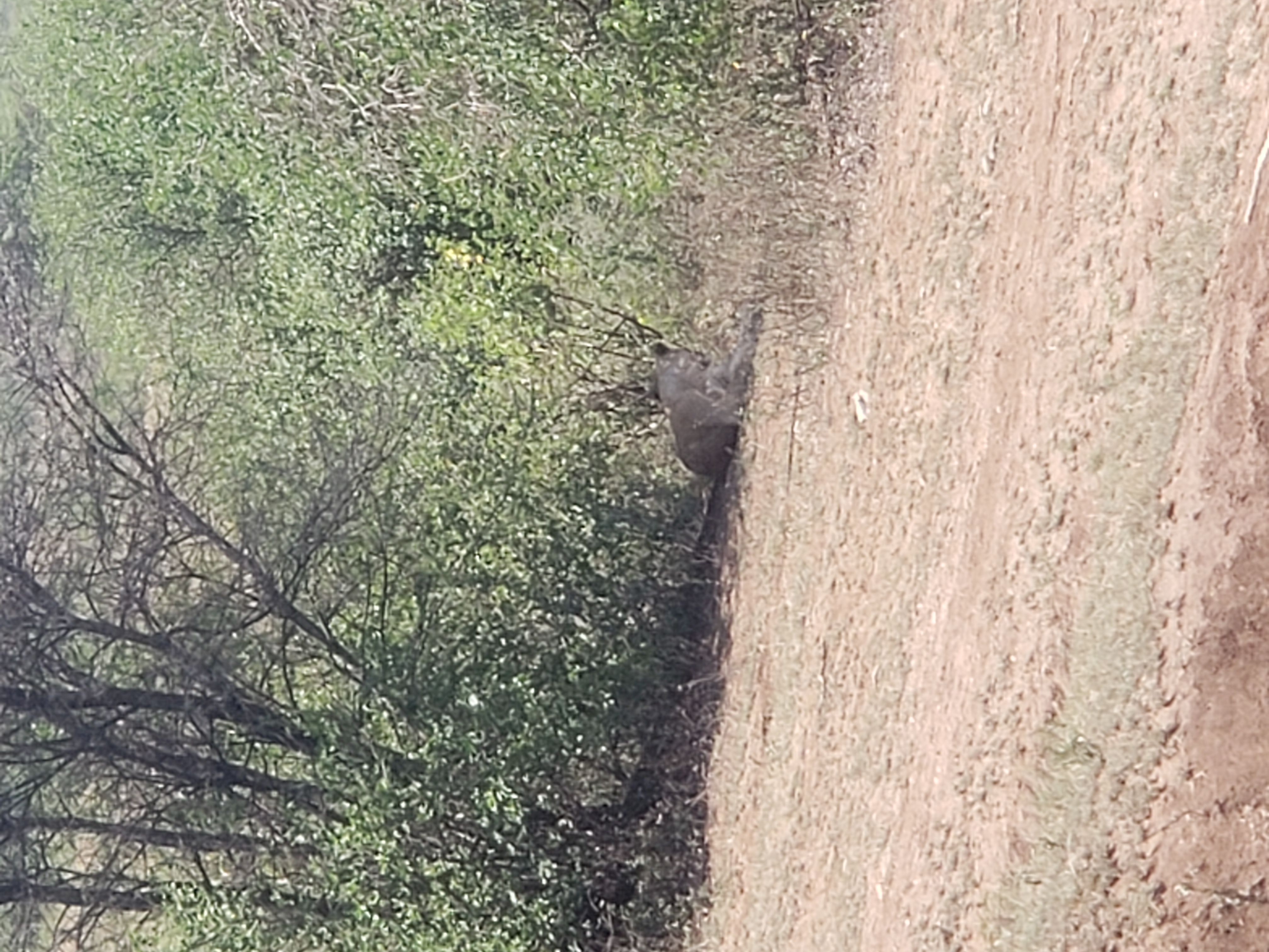 Tarangire National Park 12
